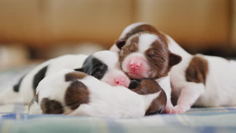 Newborn-Puppy-05