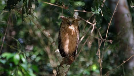 Camera-zooms-out-while-this-bird-looks-down-to-the-right-then-quickly-faces-the-camera,-Buffy-Fish-Owl-Ketupa-ketupu,-Thailand