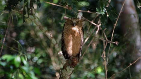 camera zooms out while this bird looks down to the right then quickly faces the camera, buffy fish owl ketupa ketupu, thailand