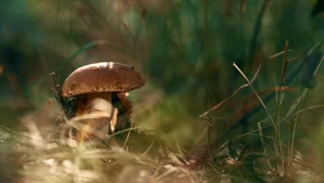 hongos del bosque comestibles en el bosque salvaje de otoño. boletus en primer plano creciendo hierba.