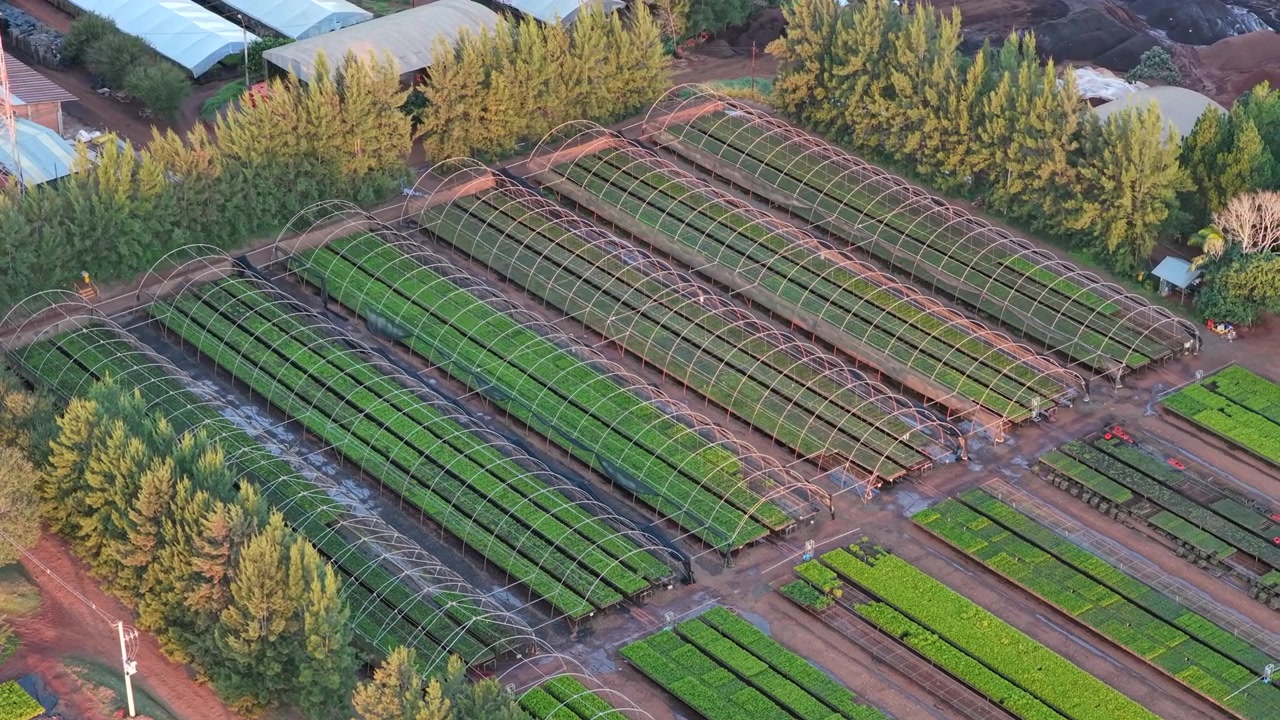 Un drone révèle des parterres de pépinière organisés remplis de jeunes plants de pin, préparés pour une plantation forestière à grande échelle.