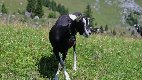 a black and white goat eats a blade of grass in a field in the swiss alps, obwalden