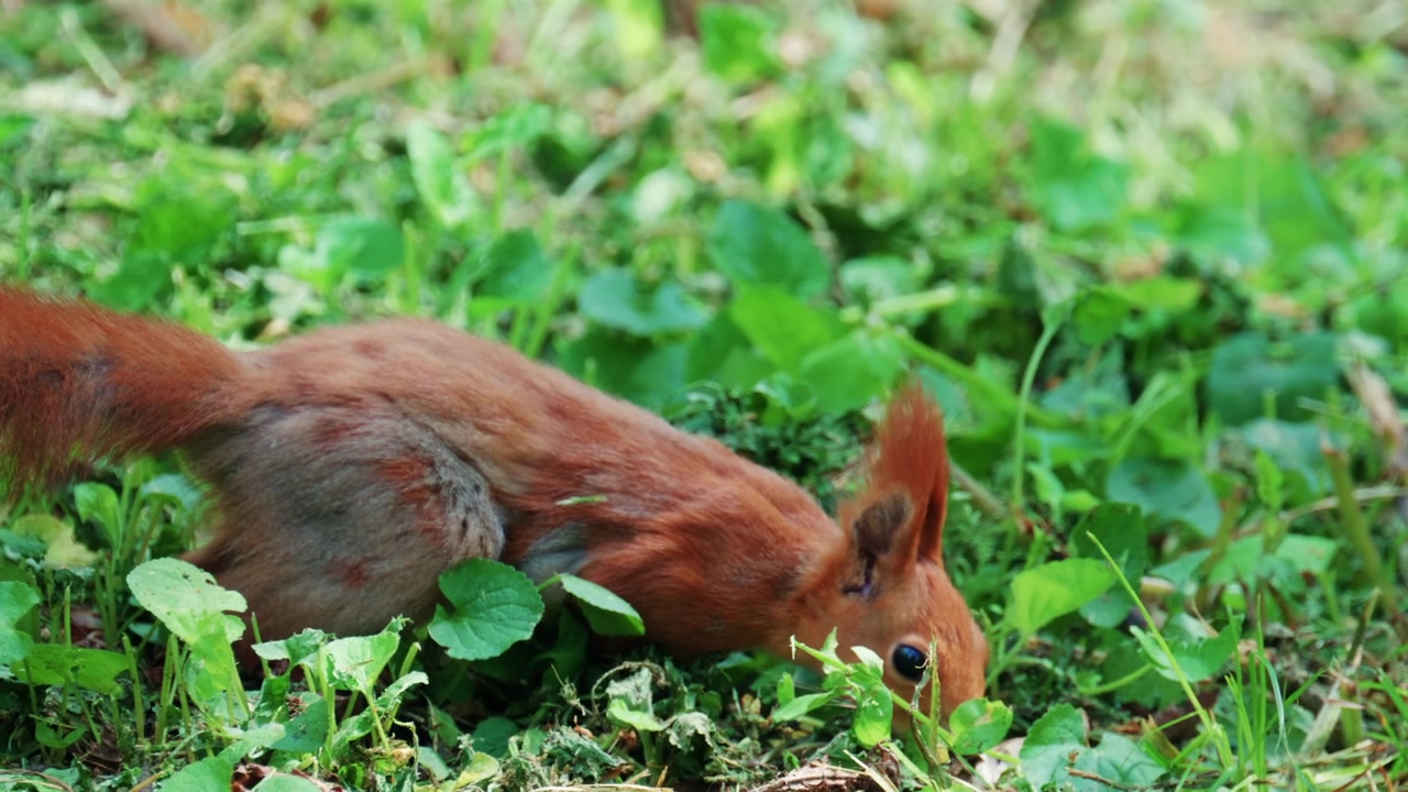 Fast moving red squirrel running across grass and soil covered with leaves and small plants