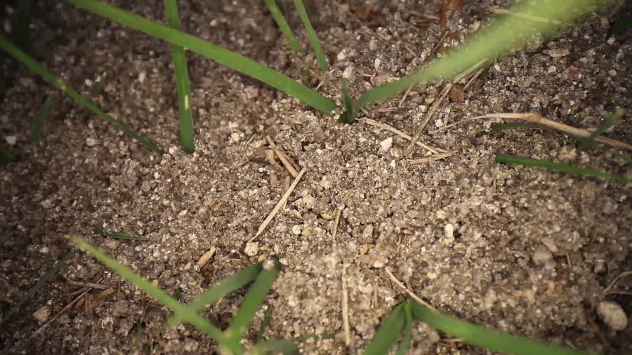 Wide angle macro shot of yet to be disturbed fire ant mound. Panning across with a few blissfully unaware ants moving around. Using a wide angle macro probe lens, getting unique perspectives.
