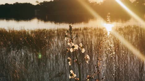 sunset over a lake with flowers