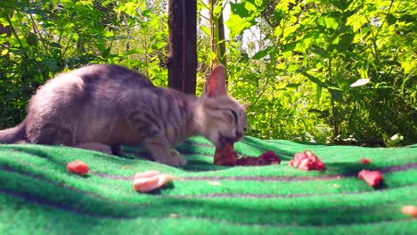 el gato come comida es una mascota en los hogares