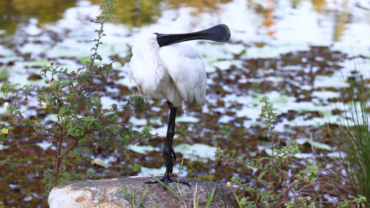plumas de cucharón cerca del estanque en los jardines botánicos