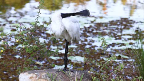 Spoonbill preening feathers near pond in botanic gardens