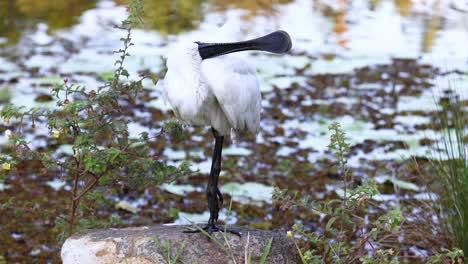 spoonbill, die federn in botanischen gärten in der nähe des teiches schmücken