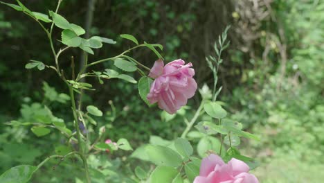 Wunderschöne-Rosa-Blühende-Rosen-In-Der-Natur,-Umgeben-Von-Vegetation