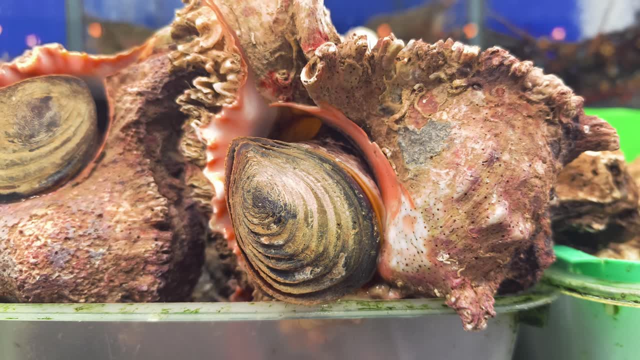 Freshly caught clams and shells at a market