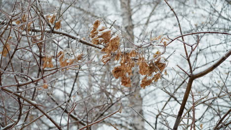 close-up of frosted branches adorned with clusters of dry brown leaves encased in ice, with serene beauty of a snow-covered forest against a blurred, frosty background