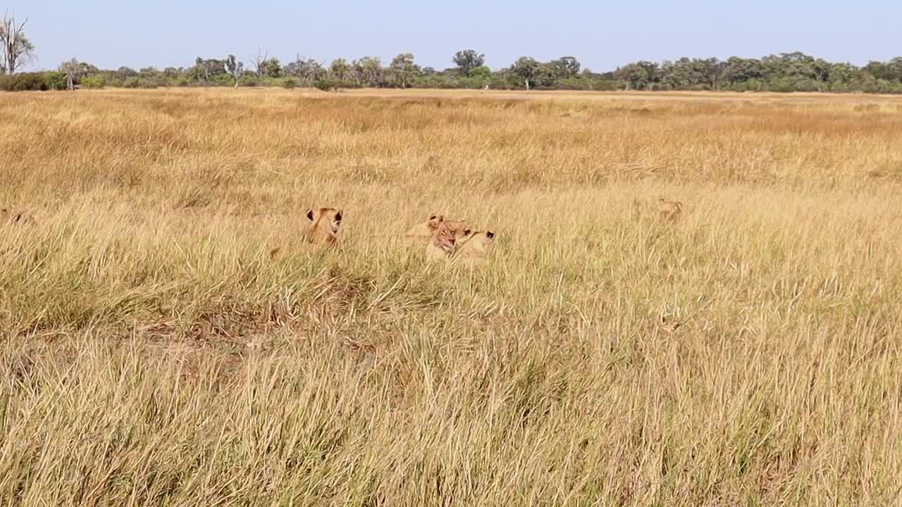 Pride of well camouflaged lions rest contentedly in dry savanna grass