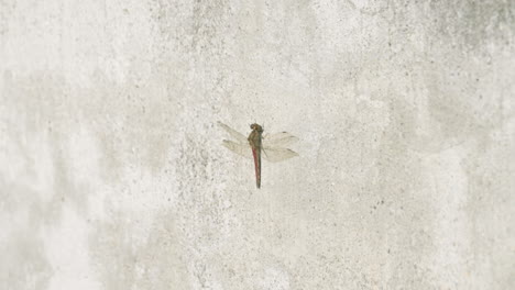 libélula darter vagabunda en una pared de hormigón y volando durante el día soleado