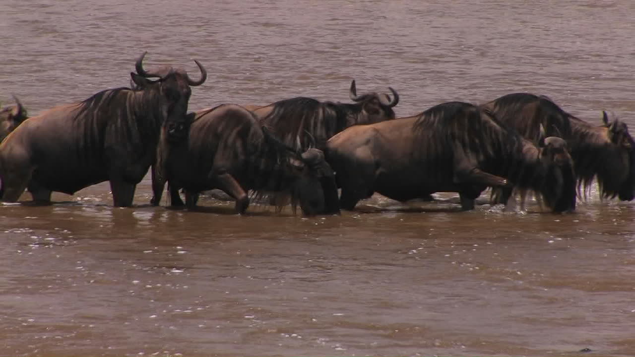 algunos ñus se detienen para tomar una copa mientras cruzan un río
