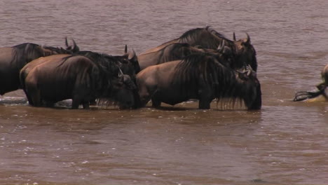 einige gnus halten für einen drink, während sie einen fluss überqueren