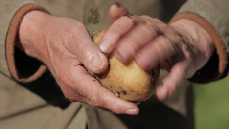 el granjero inspecciona su cosecha de patatas con las manos manchadas de tierra.