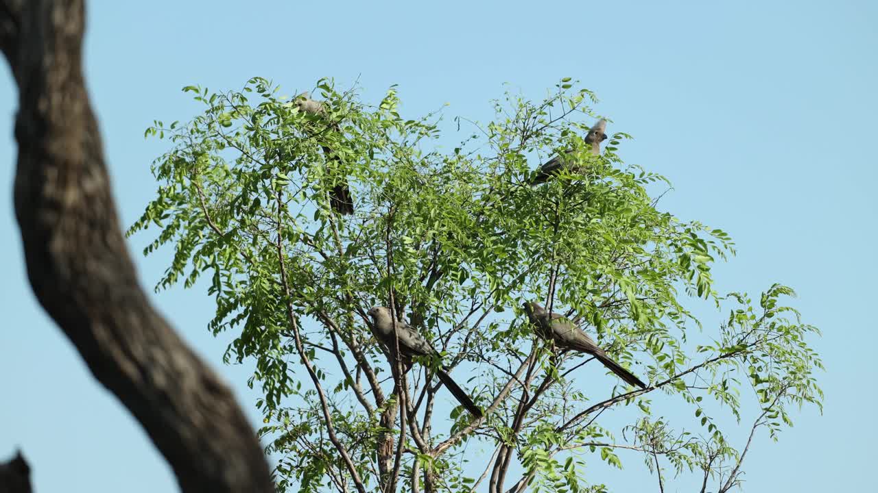A flock of grey go away birds sitting high up in a tree before flying away, Greater Kruger