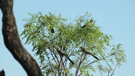 a flock of grey go away birds sitting high up in a tree before flying away, greater kruger