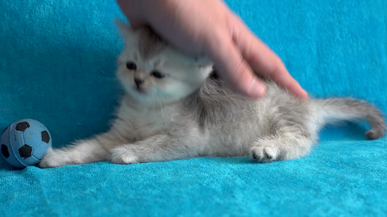 Hand stroking cute little kitty, lying on blue bed in morning light.