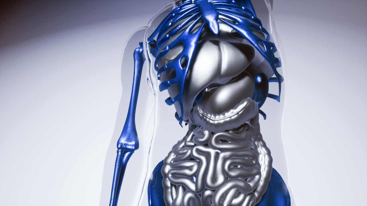 modelo de pulmón humano con todos los órganos y huesos