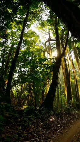 a luz do sol atravessando a floresta tropical
