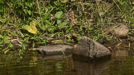 Grey-Wagtail,-Motacilla-Cinerea,-Santuario-De-Vida-Silvestre-Huai-Kha-Kaeng-Tailandia