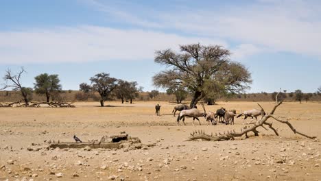 Weitwinkelaufnahme-Des-Kgalagadi-Wasserlochs