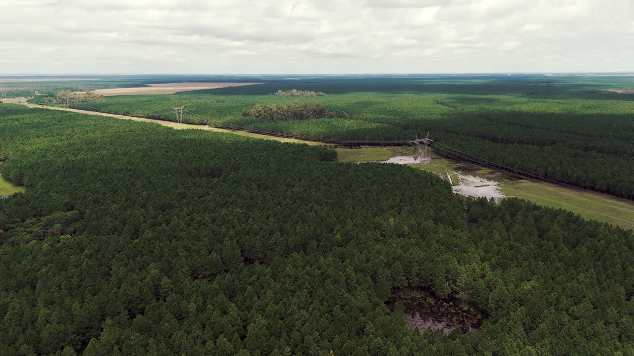 imagen aérea de torres de alta tensión en medio de una plantación de pinos, mezclando la presencia industrial con la serena simetría del paisaje arbolado