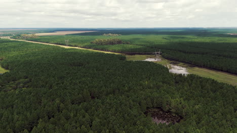 Luftaufnahme-Von-Hochspannungsmasten-Inmitten-Einer-Kiefernplantage,-Die-Die-Industrielle-Präsenz-Mit-Der-Ruhigen-Symmetrie-Der-Von-Bäumen-Gesäumten-Landschaft-Verbindet