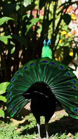 peacock with fanciful tail
