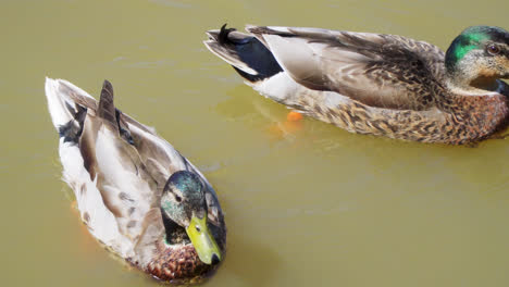 colorful drake duck swims on dark water in a pond