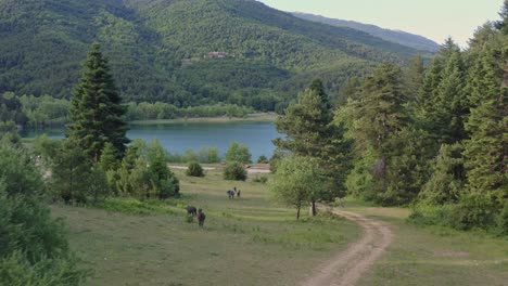 aerial - horses running with a beautiful lake in the background