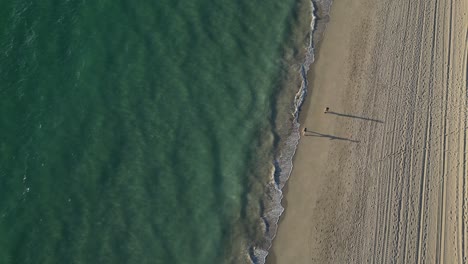 aerial top down shot of walking people at sandy coogee beach and clear pacific ocean in western australia - slow motion drone flyover