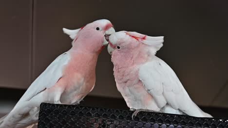 una pareja de cacatúas rosas en el bosque interior de dubai, emiratos árabes unidos