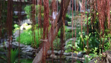 escena de jardín pacífico con luz cambiante