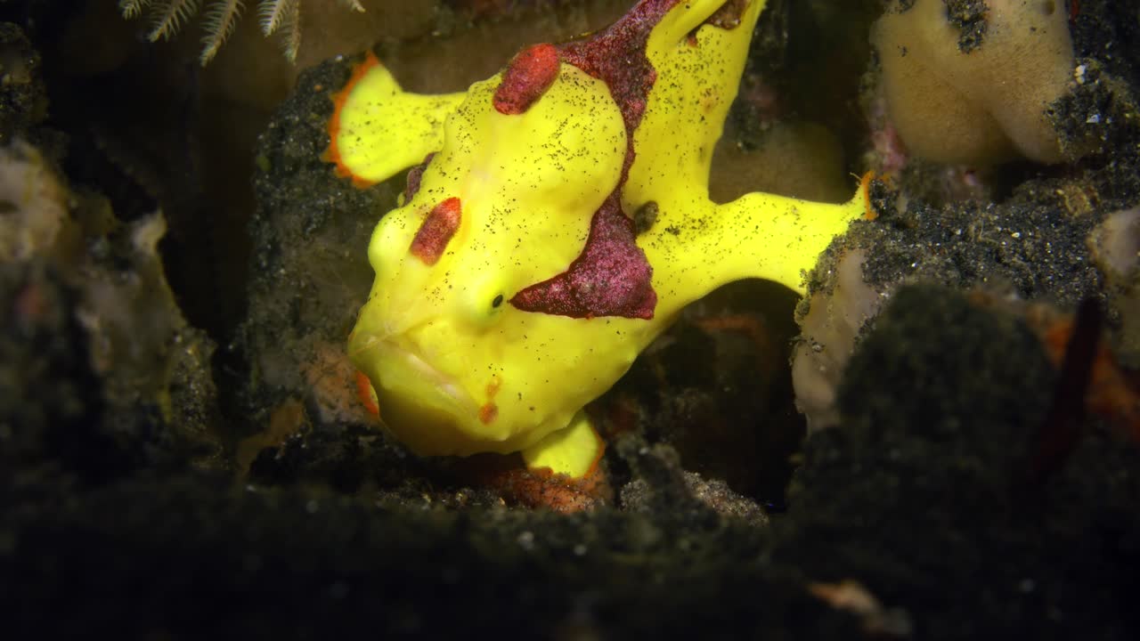 크로온 개구리 물고기 (clown frogfish) 는 인도네시아 북부 라웨시 (sulawesi) 북부 렘베 해협에서 고 고 있다.