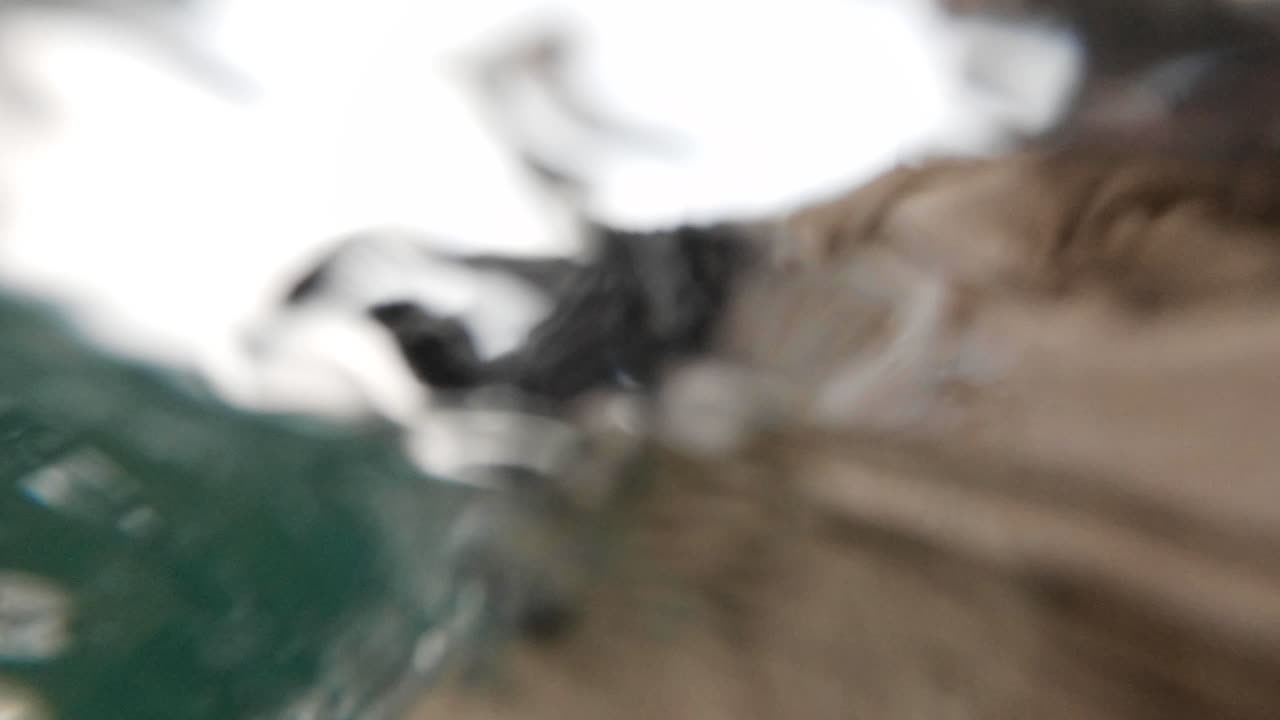Primo piano di un cane che nuota nell'acqua del lago del Montana.