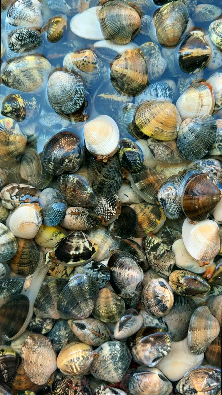Fresh Clams Displayed in Water