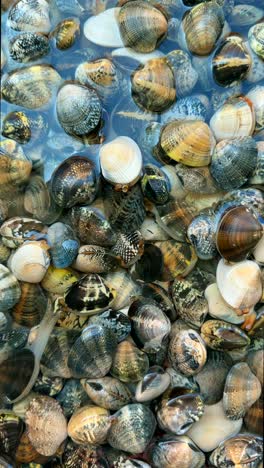 fresh clams displayed in water