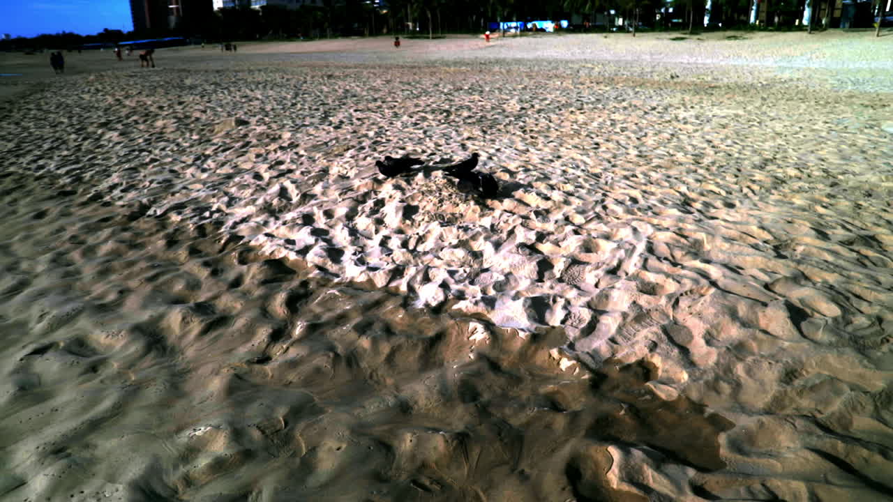 Standing and looking at the birds at the beach in Da Nang. (Vietnam)