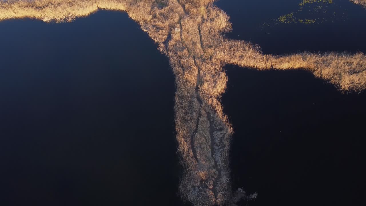 Aerial Footage Of Delta Vegetation In The Spring