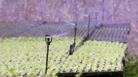 las cabezas de rociadores colocadas estratégicamente juntas aseguran el riego de las plantas