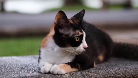 tricolor cat relaxing on a stone bench