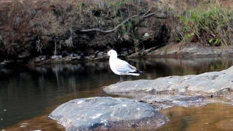 bird pruning itself and then flying away next to a river