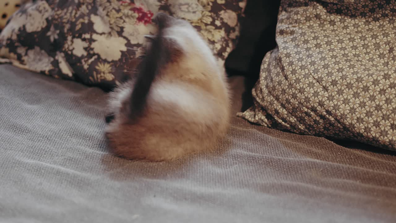 귀여운 고양이가 가상의 적을 잡으려고 합니다.