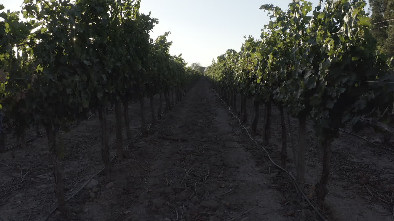 The drone moves at ground level through rows of grapevines, capturing the textured soil and lush green leaves with sunlight filtering through the foliage.
