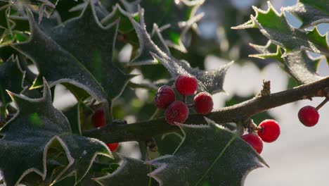 Cold-winters-footage-of-a-holly-bush-with-ripe-red-berries-covered-in-morning-frost