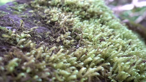 primer plano de musgo en una roca en un bosque suizo durante una mañana, vegetación