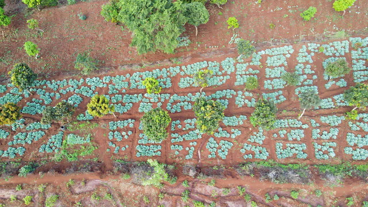 antena de arriba hacia abajo de los cultivos que crecen en la granja en las zonas rurales de kenia